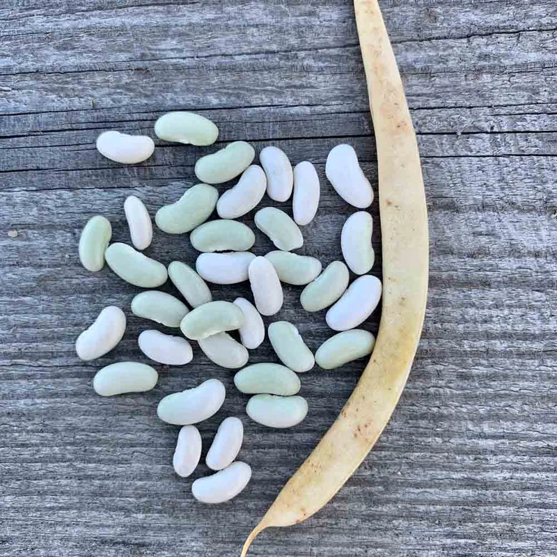 Haricot Nain Flageolet Chevrier Vert A Ecosser