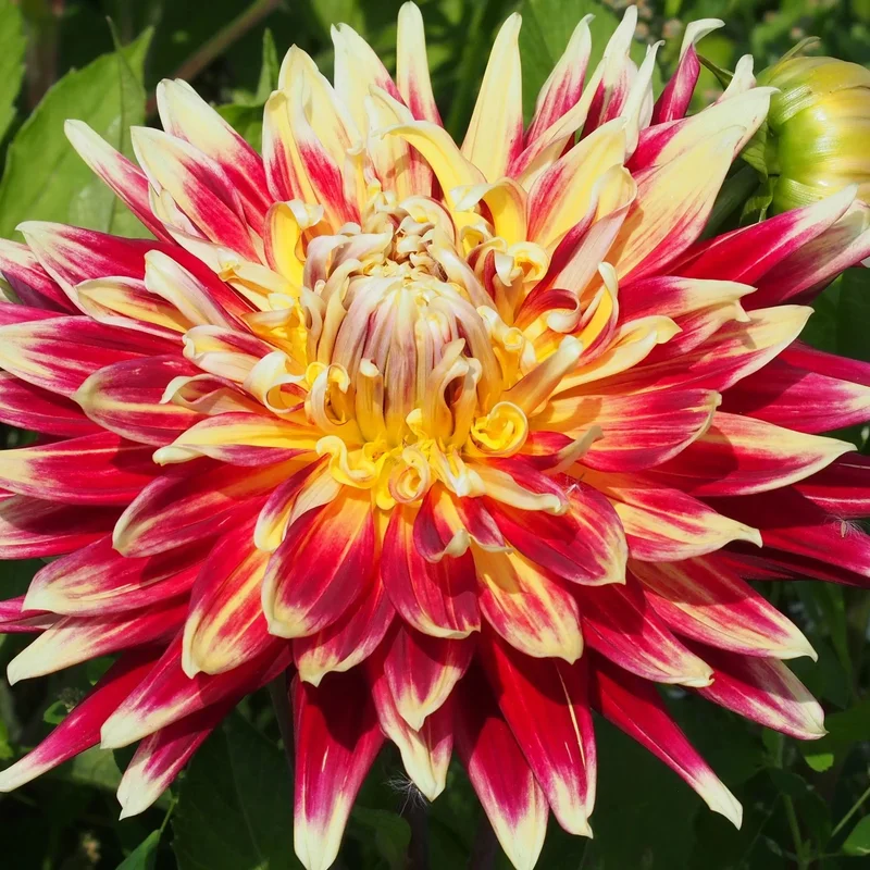 Dahlia Décoratif Akita