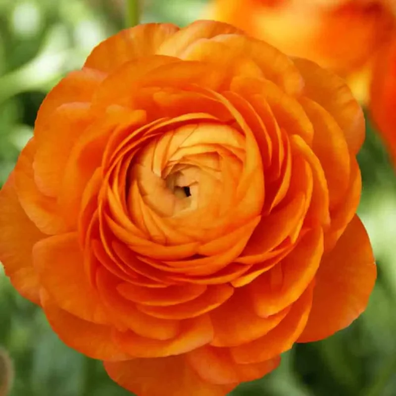 Renoncules Aviv Orange