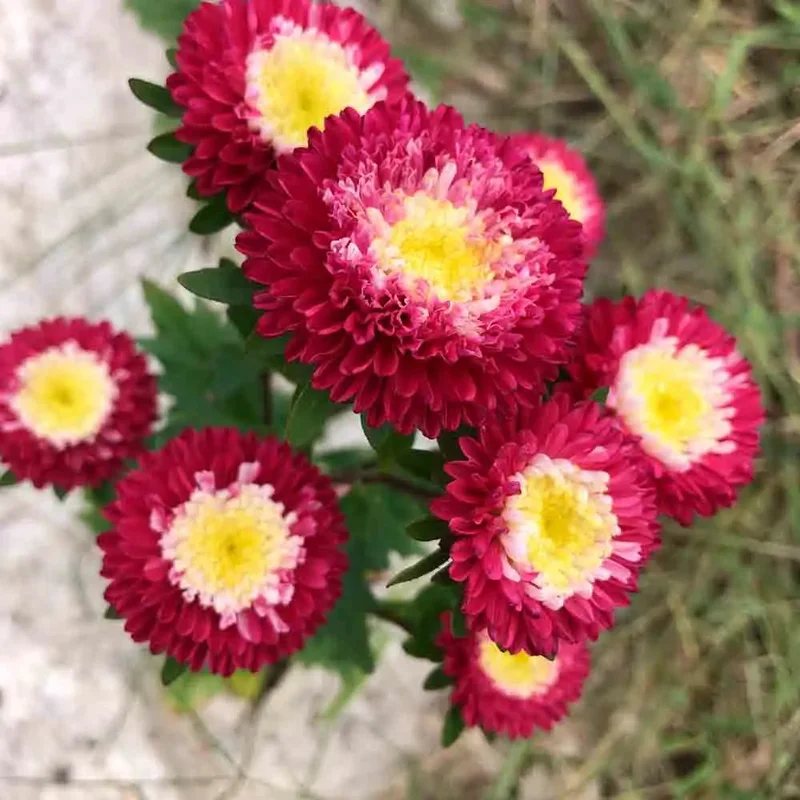 Reine Marguerite Pompon Gusford Supreme