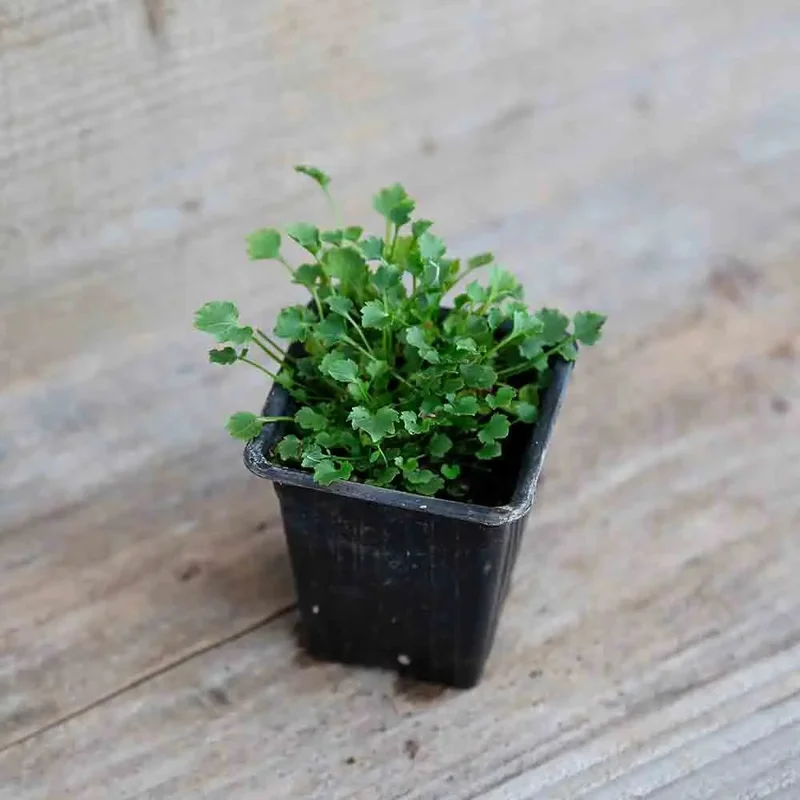 Campanule Muralis Portenschlagiana