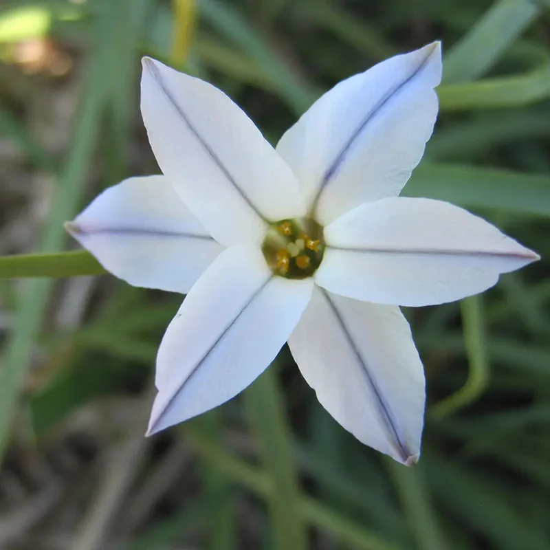 Ipheion Uniflorum 'wisley Blue'