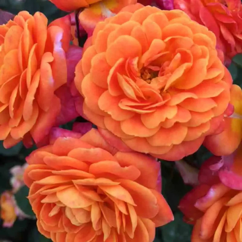 Rosier Don Pacello
