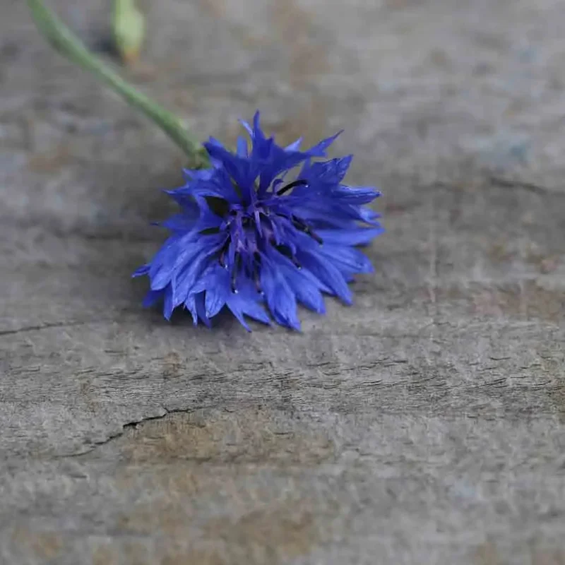 Bleuet