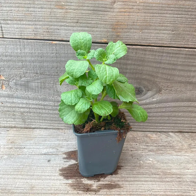 Plectranthus Coleus Canina