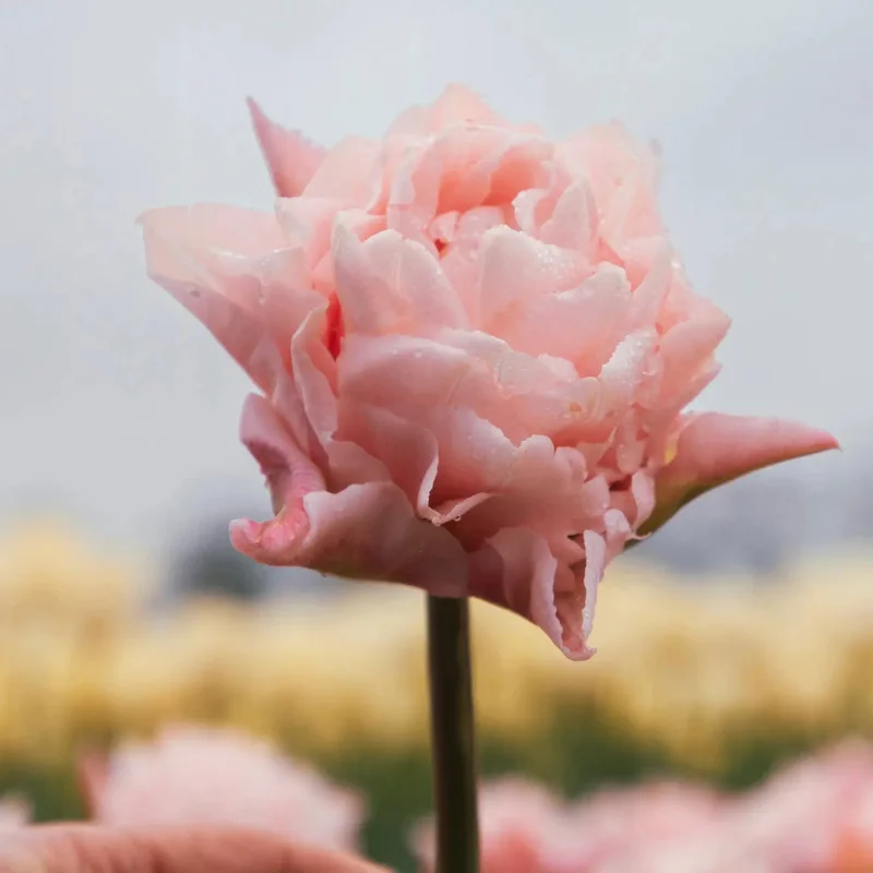 Tulipe Dreamer