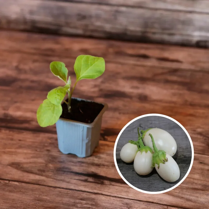 Aubergine Blanche Ronde A Oeuf