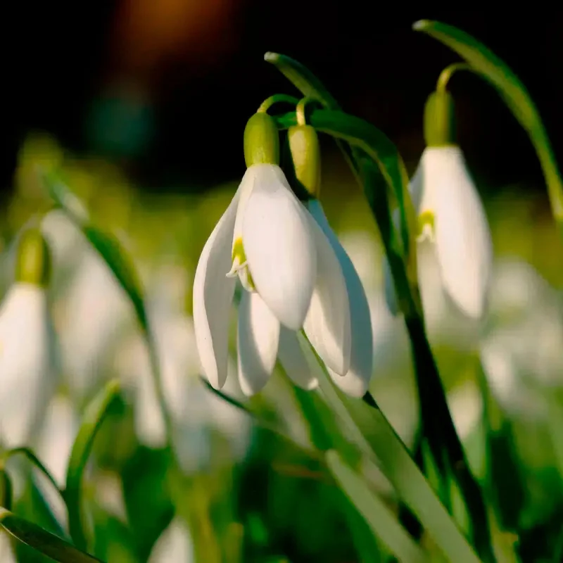 Galanthus Elwesii (Perce Neige)