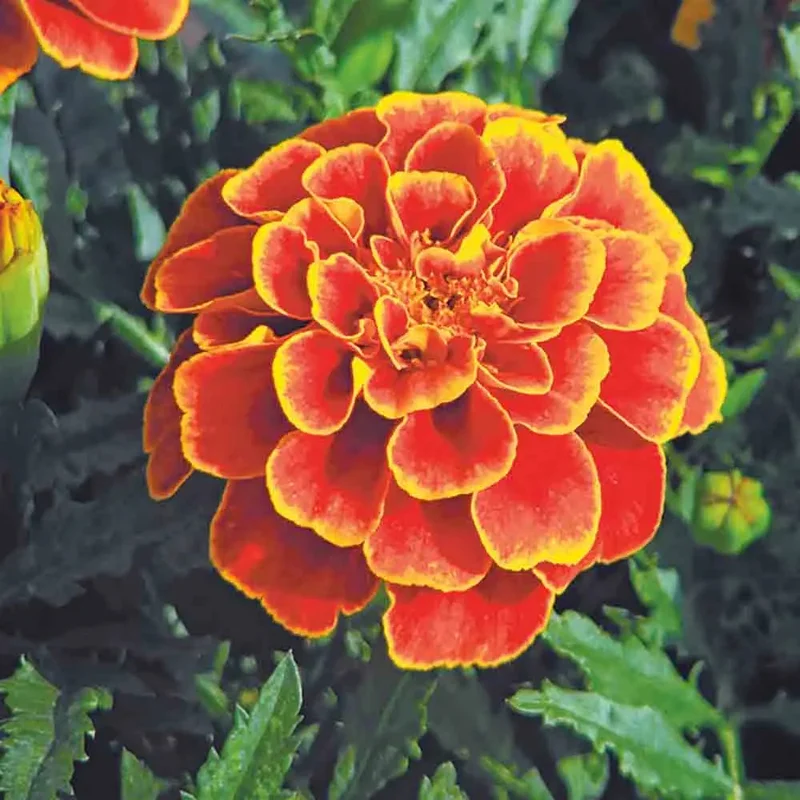 oeillet D'inde Reine Sophie