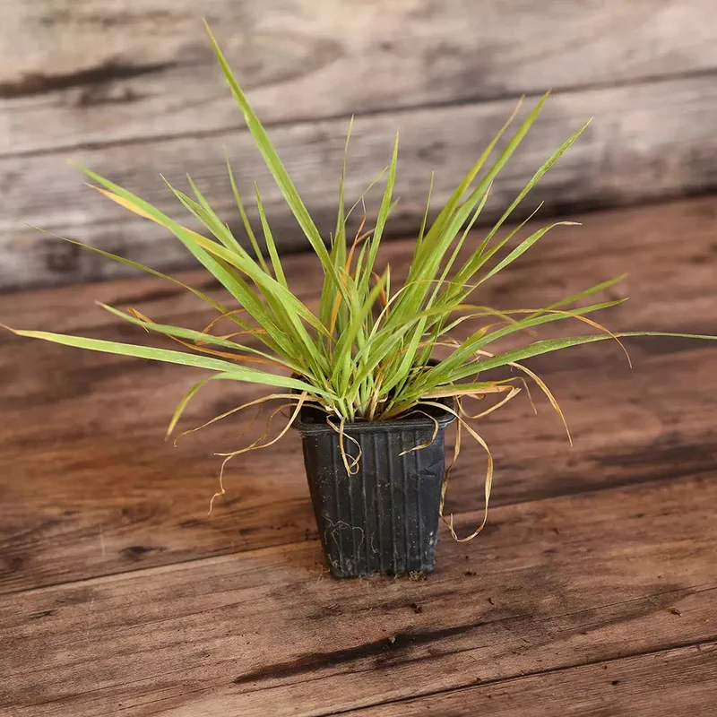 Herbe Aux Bisons Ou Flouve Odorante