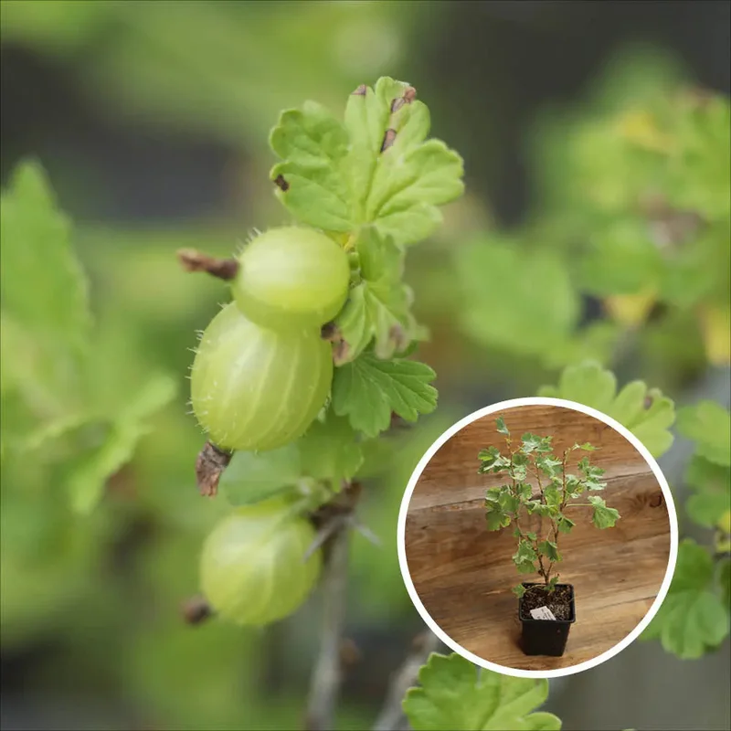 Groseillier À Maquereau Varianta