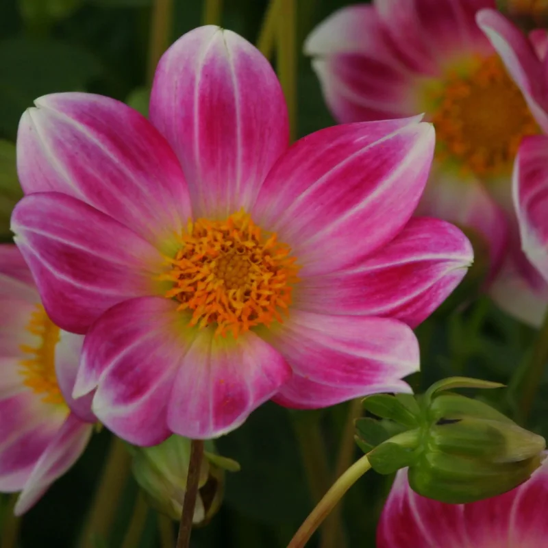 Dahlia Nain Simple P'tit Coquin