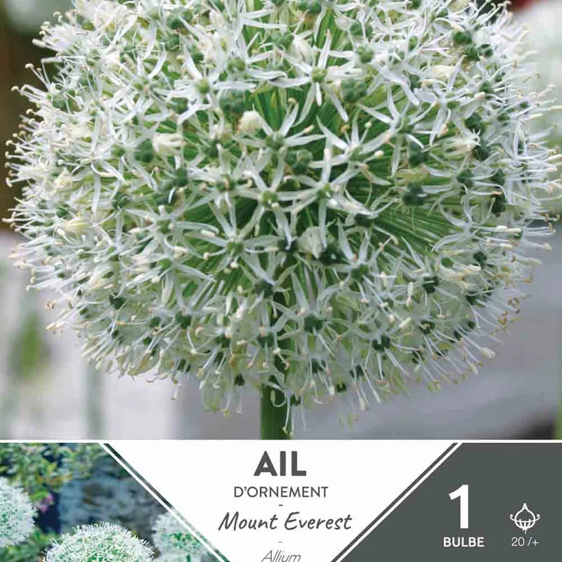 Allium Mount Everest (Stipitatum)