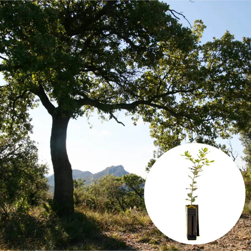 Plant Truffier Chêne Vert