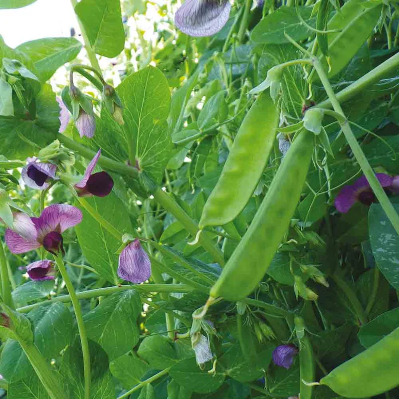 Pois A Rames Weggiser Mangetout