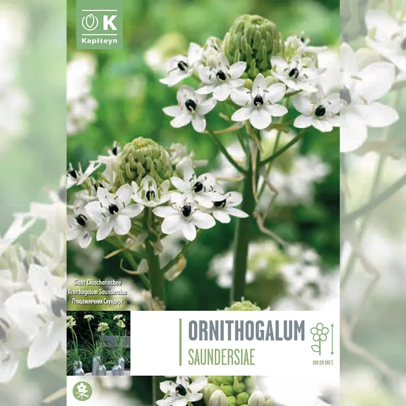 Ornithogalum Saundersiae - Étoile De Bethléem