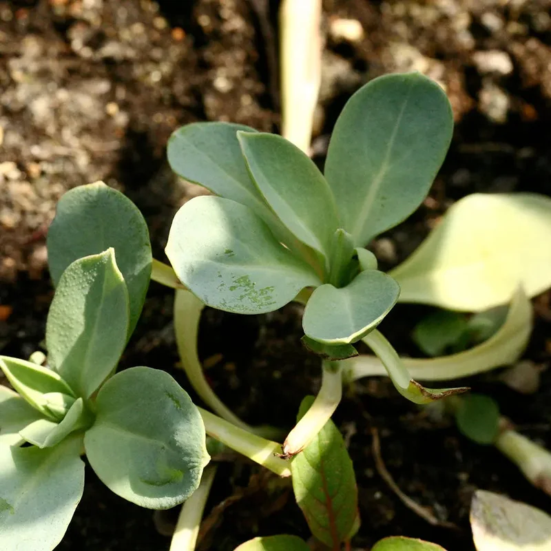 Mertensia Maritima Plante A Huitre