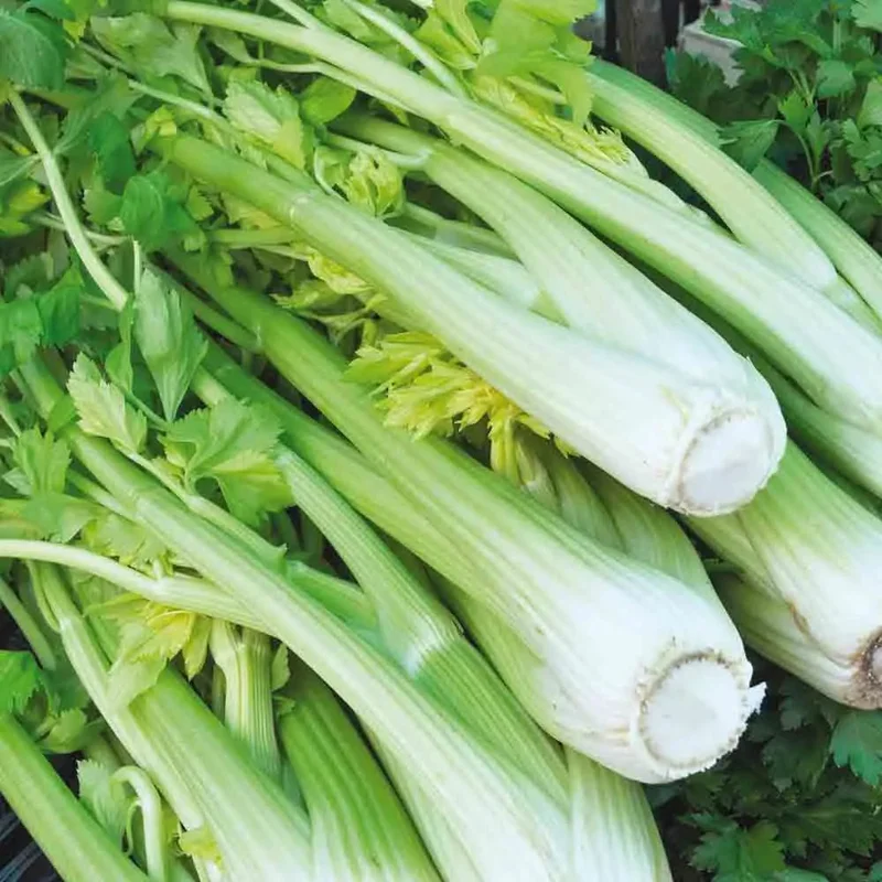 Celeri A Cotes Tall Utah 52/70