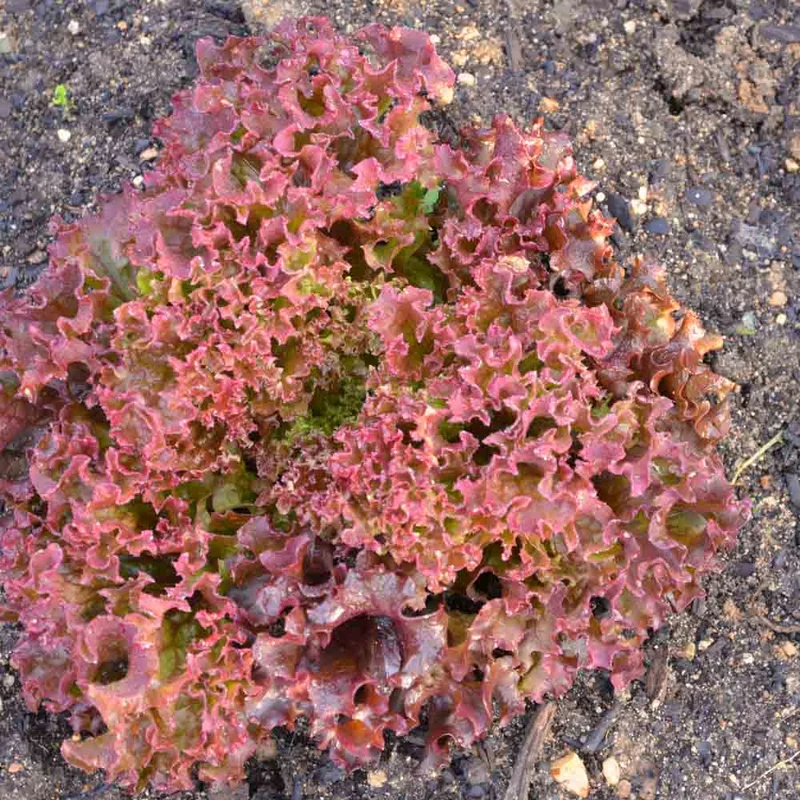 Laitue A Couper Senorita