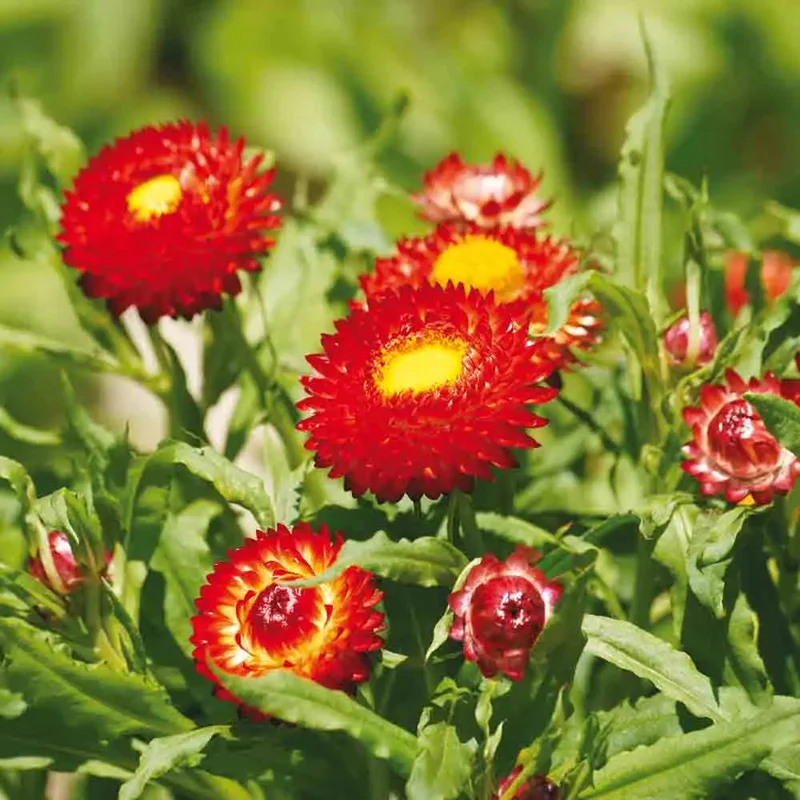 Immortelle A Grande Bractee Fireball