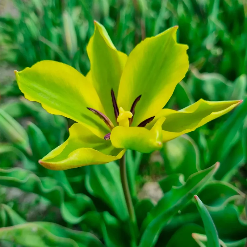 Tulipe Formosa