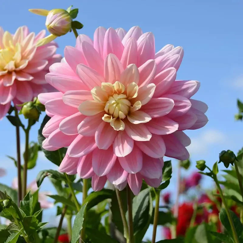 Dahlia Decoratif Bel Amour