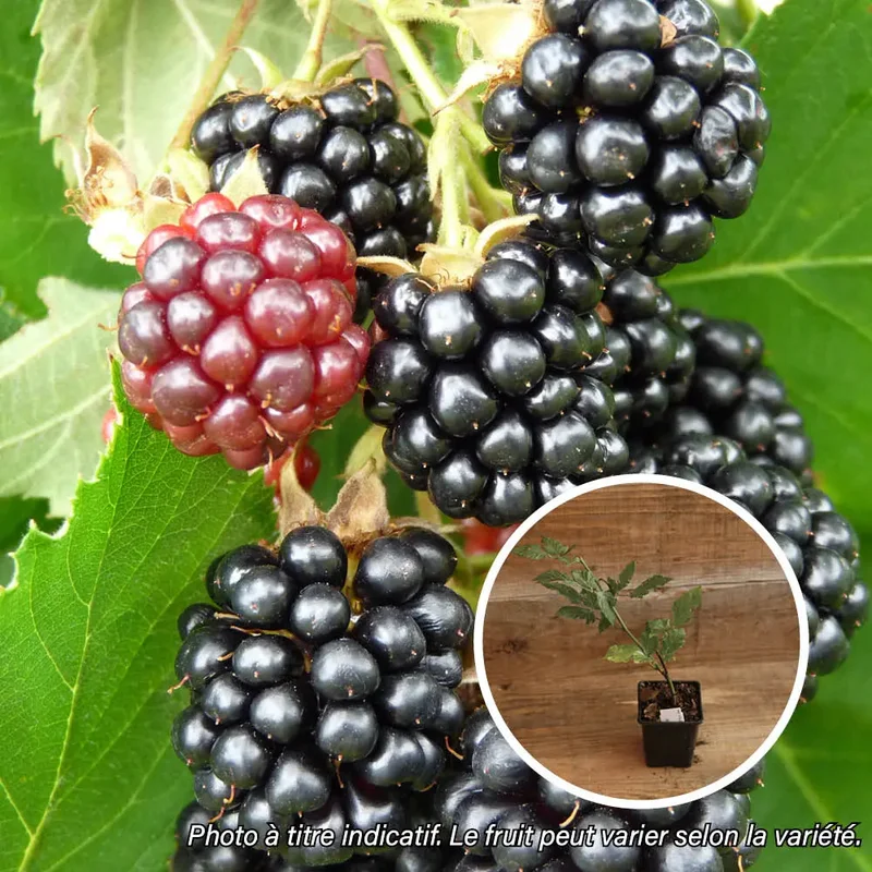 Mûrier Dirksen Thornless Plant