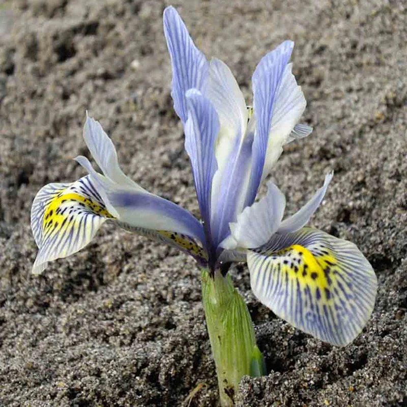Iris Katharine Hodgkin