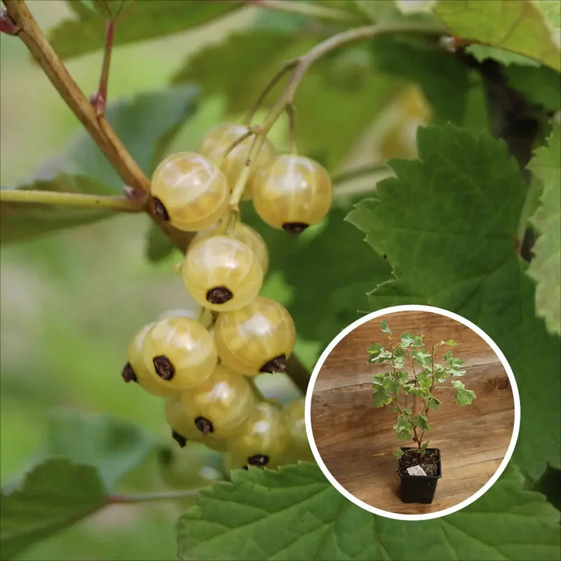 Groseillier À Grappes Blanka