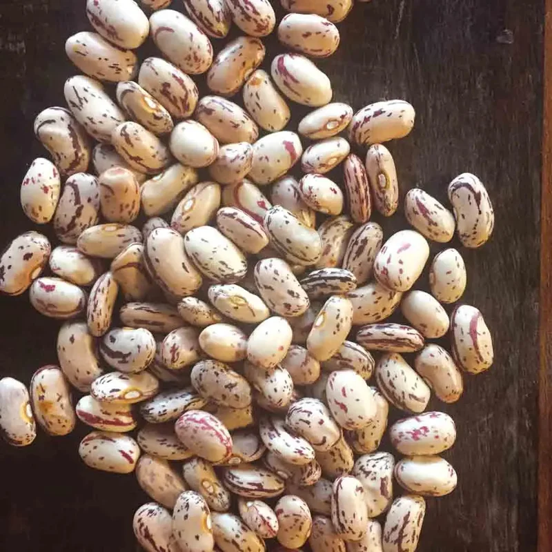 Haricot Nain Coco Rose D'eyragues A Ecosser