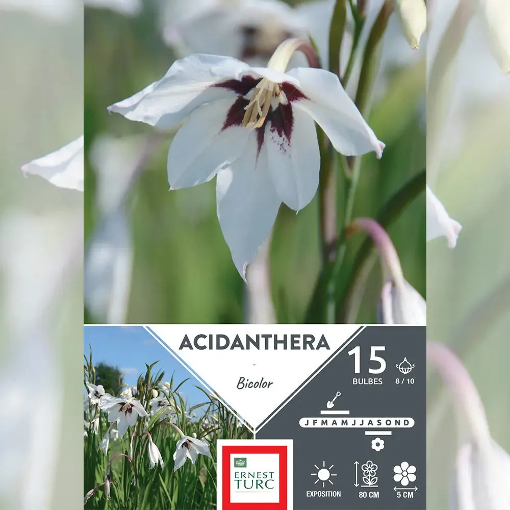 Acidanthera Bicolor