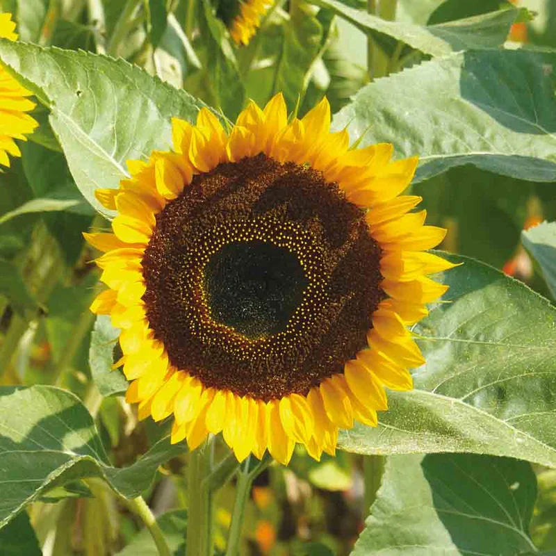 Tournesol Taiyo