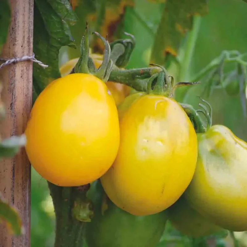 Tomate Teton De Venus Jaune