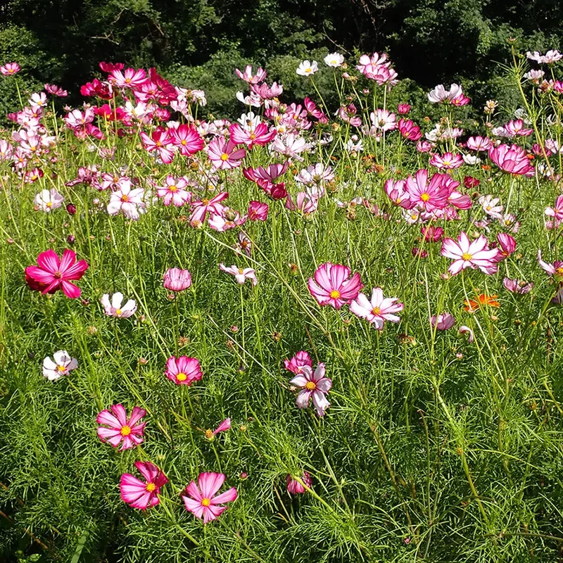 Cosmos Sensation Picotee