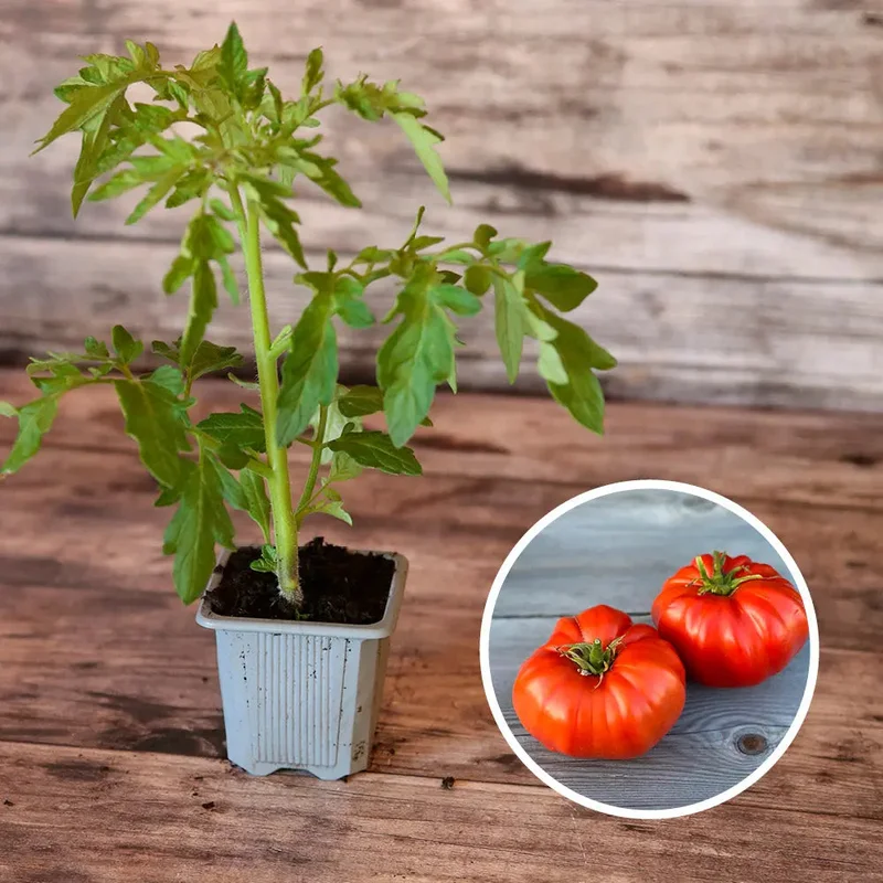 Tomate Russe