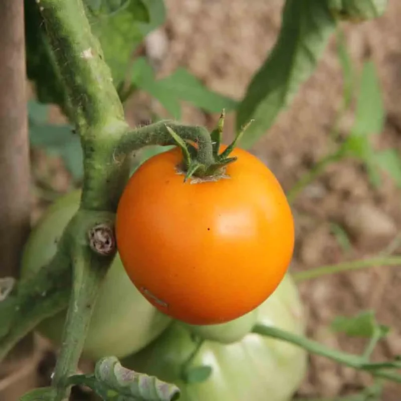 Tomate Orange Queen