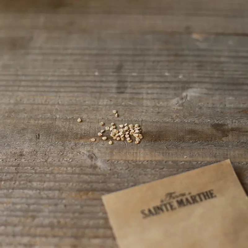 Tomate Redfield Beauty