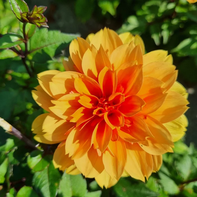 Dahlia Decoratif David Howard