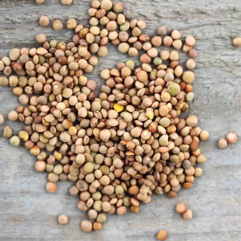 Lentille Multicolore D'ombrie