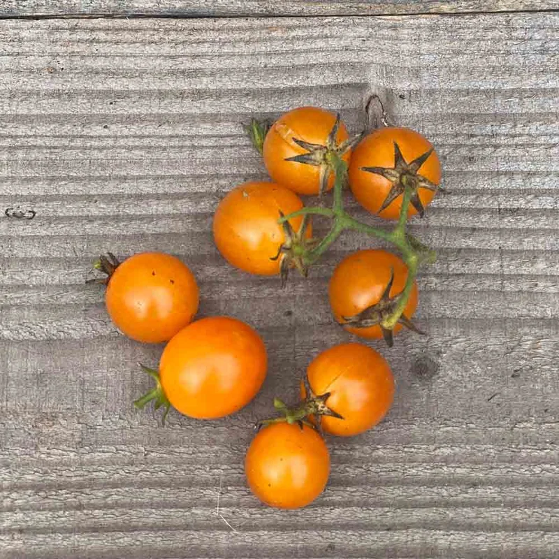 Tomate Gold Nugget