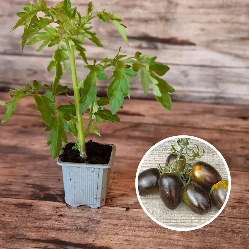 Tomate Brad's Atomic