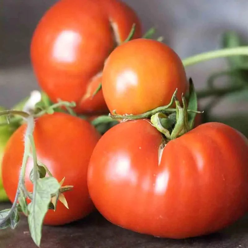 Tomate Triomphe De Liege