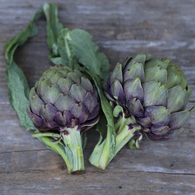 Artichaut Violet De Provence