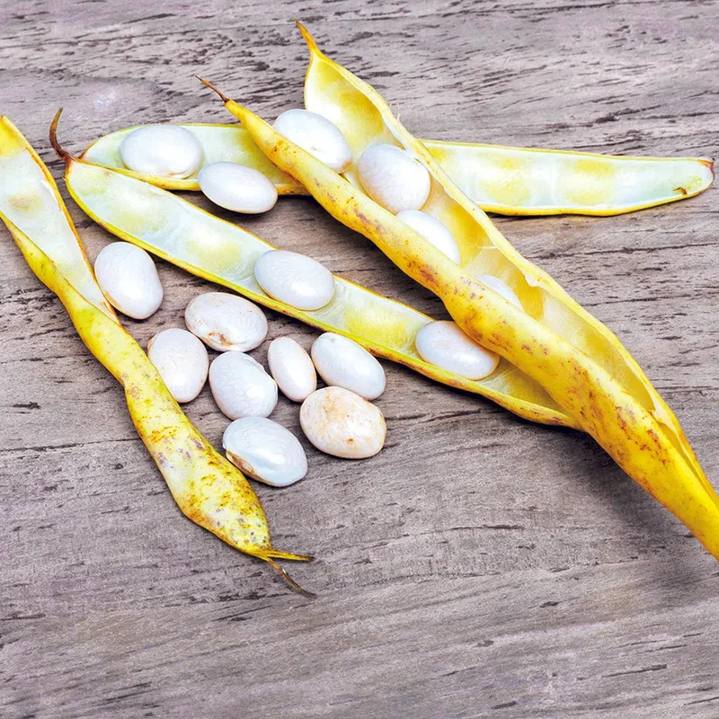 Haricot Nain Coco Blanc Precoce A Ecosser