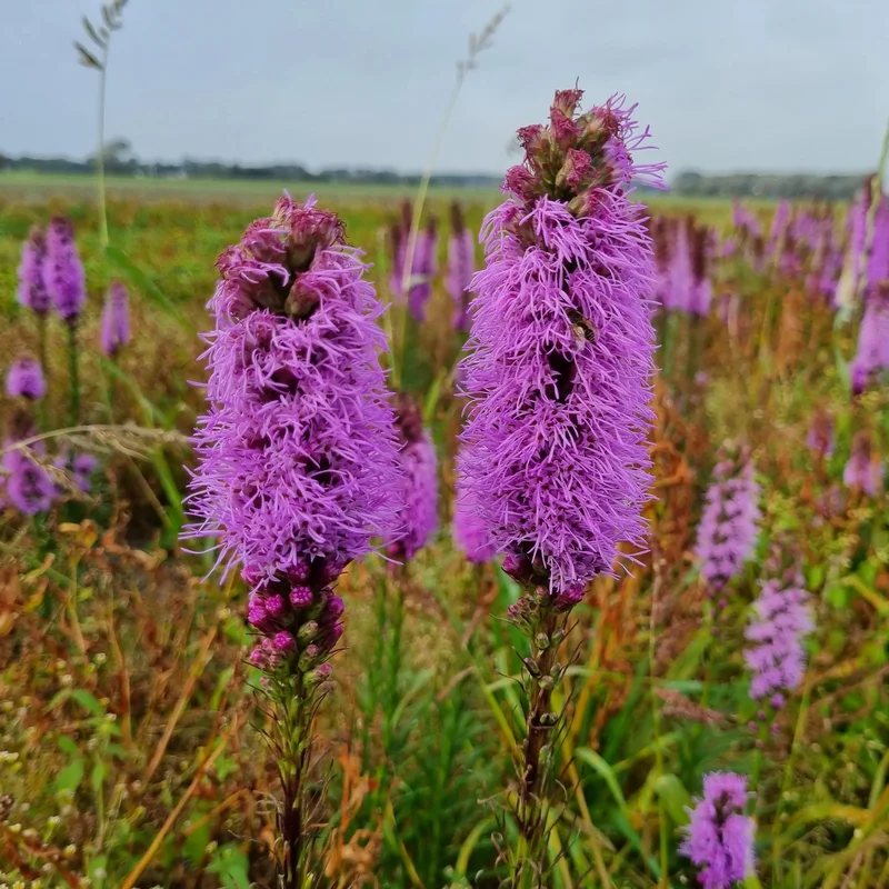 Liatris Spicata Plume Du Kansas