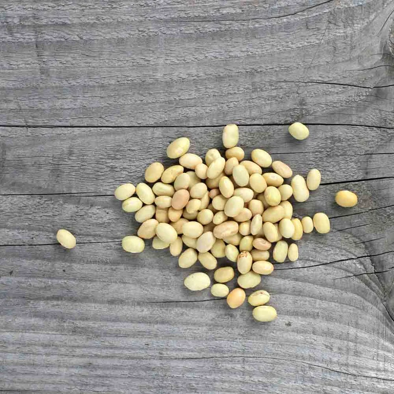 Haricot Nain Zolfino A Ecosser