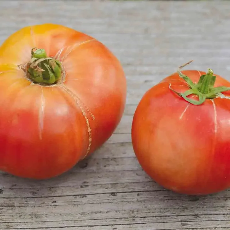 Tomate Cherokee Purple