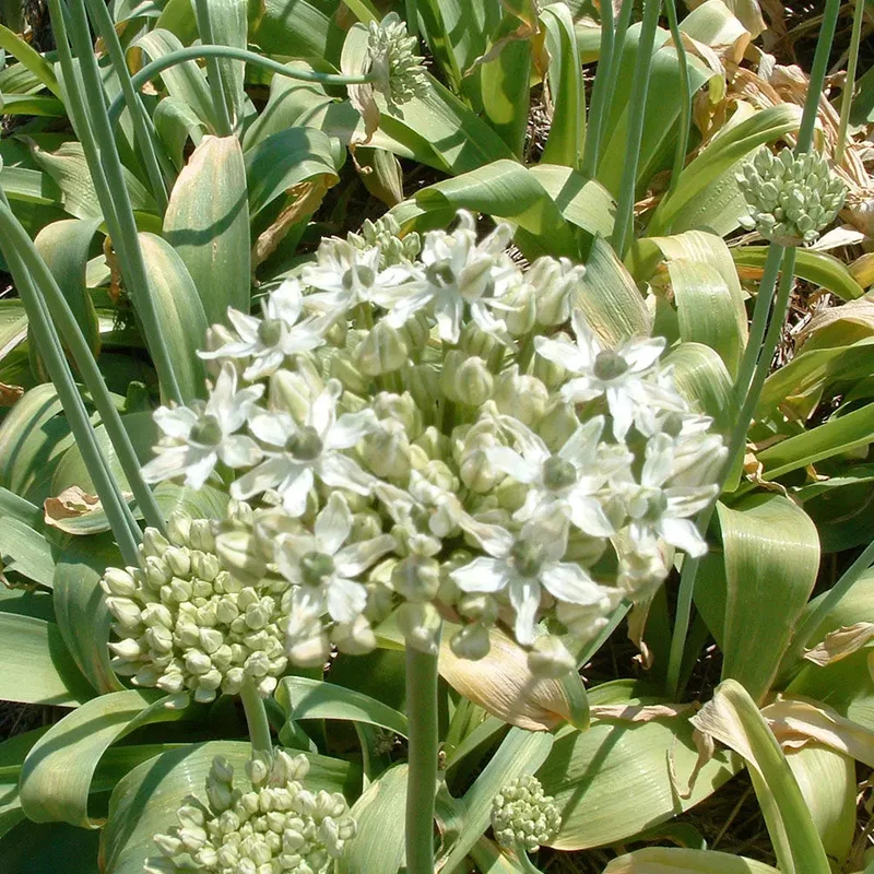 Allium Nigrum