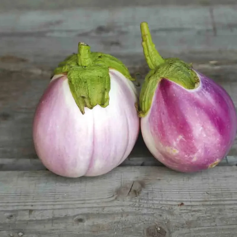 Aubergine Rotonda Bianca Sfumata Di Rosa