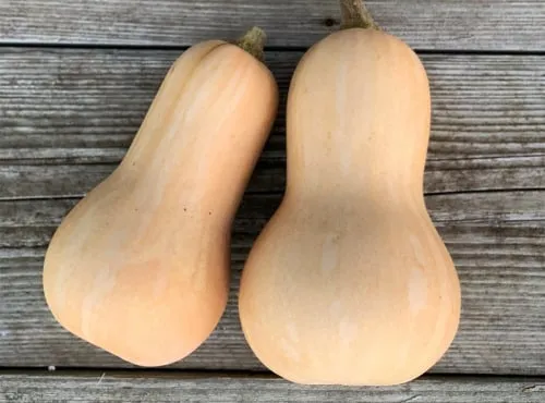 Courge Musquee Butternut